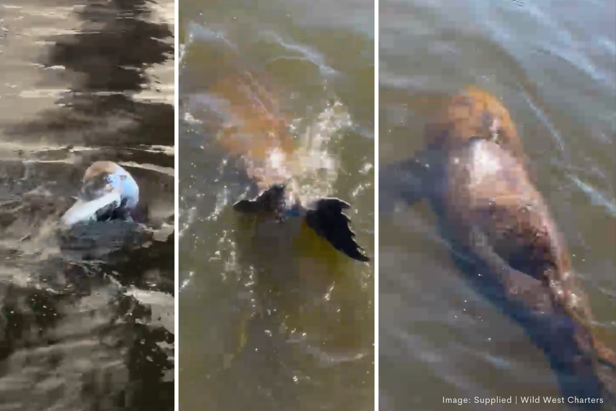 Article image for Feeding bull seal highlights wildlife thriving in Perth’s Swan River