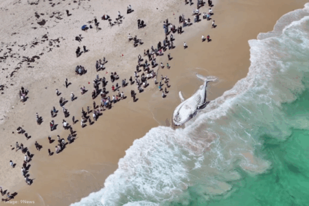 How AI is shaping the future of beach safety and shark protection