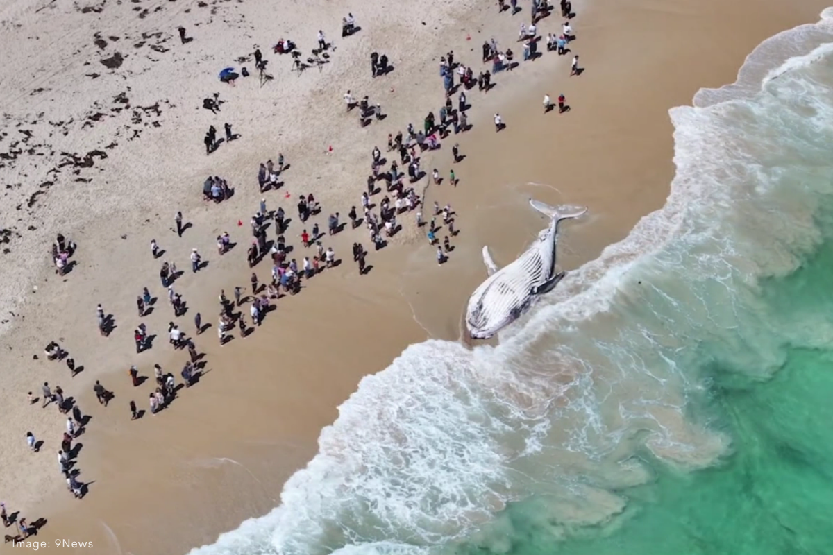 Article image for How AI is shaping the future of beach safety and shark protection