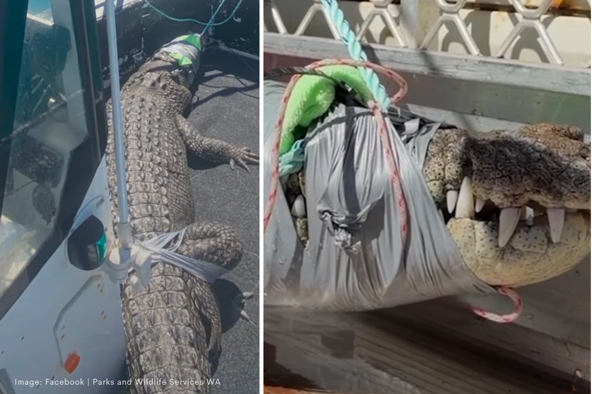 Article image for From Cable Beach to five-star resort: 3.5metre crocodile successfully relocated
