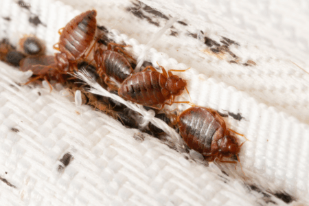 Bedbugs ground Qantas flight: Why experts say you can never completely get rid of them