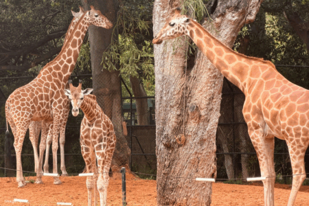 Perth Zoo expands herd after epic journey
