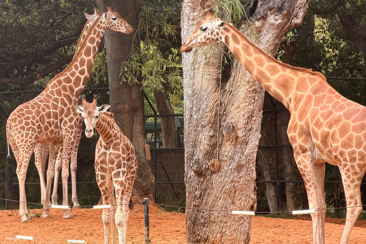 Article image for Perth Zoo expands herd after epic journey