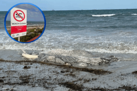 Whale carcass washes up near Cottesloe’s iconic shores