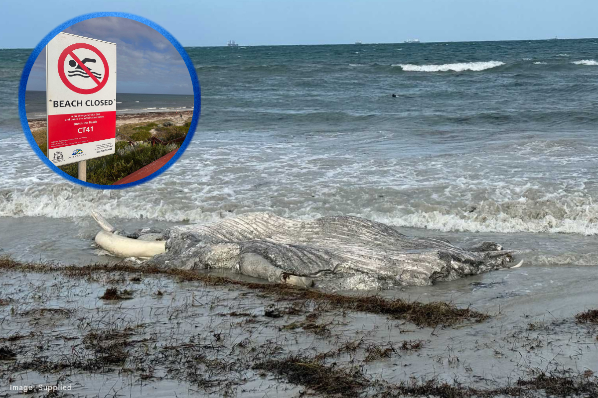 Article image for Whale carcass washes up near Cottesloe’s iconic shores