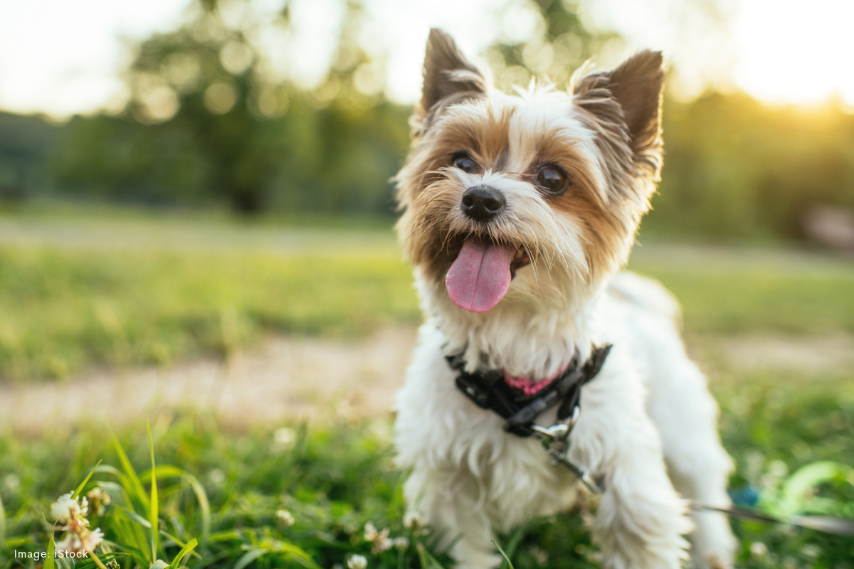 Article image for Urgent warning for dog owners amid Balcatta parvo flare-up