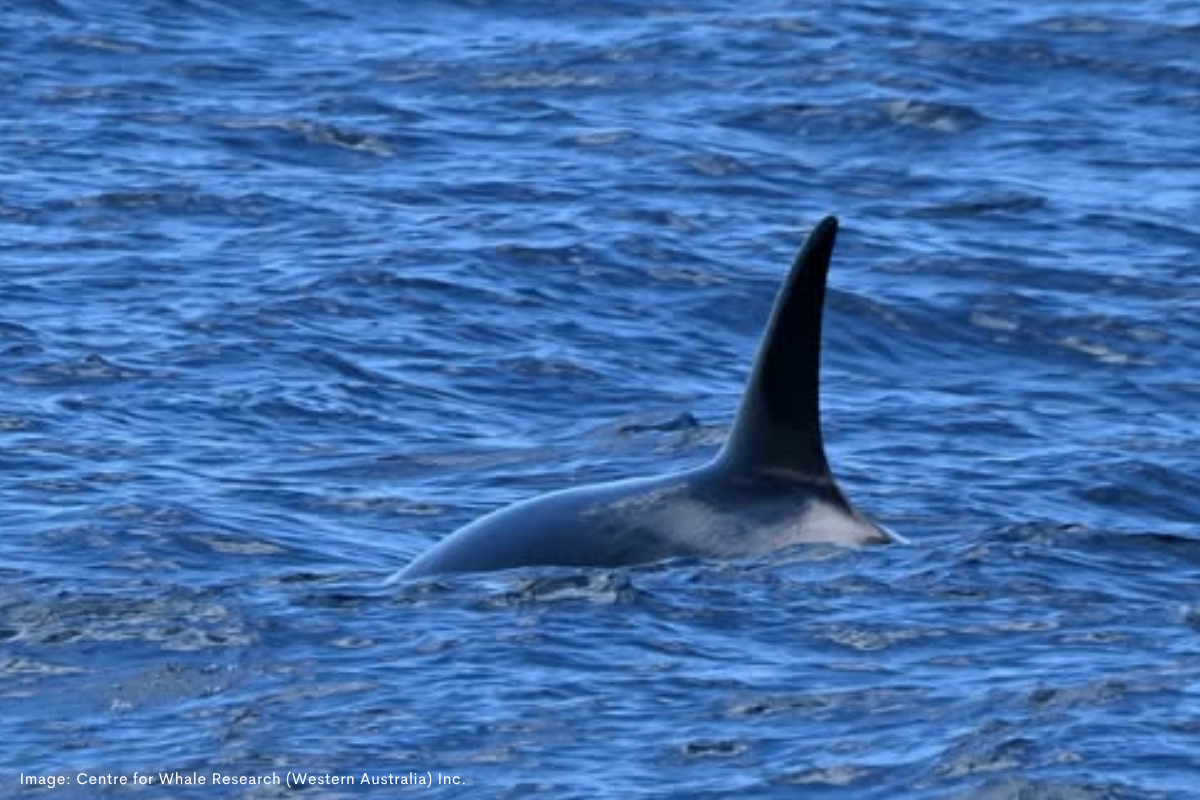 Article image for Orcas off Rottnest: What you need to know on the water