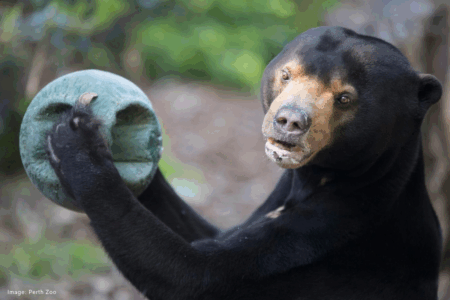 Remembering Jamran: Perth Zoo bids farewell to beloved sun bear