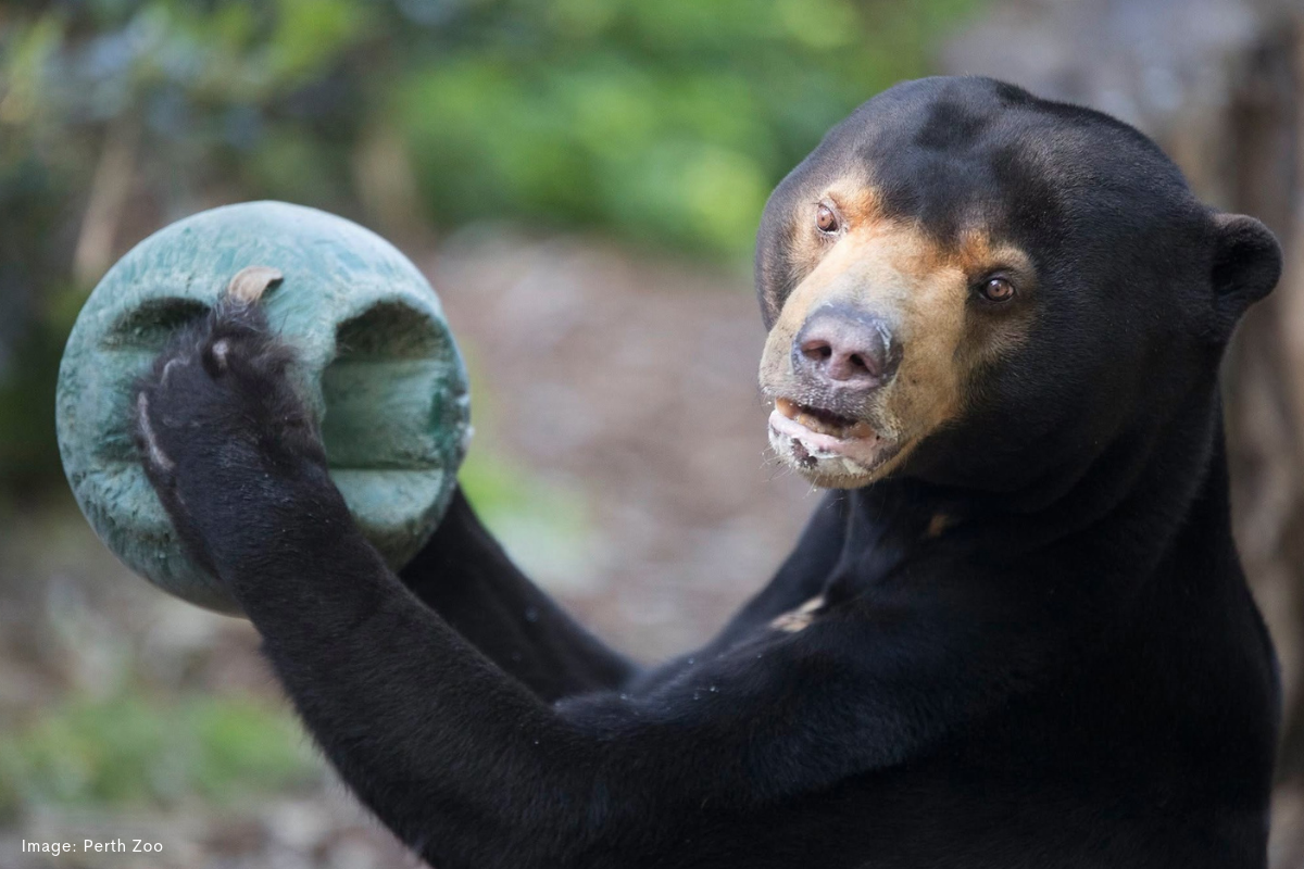 Article image for Remembering Jamran: Perth Zoo bids farewell to beloved sun bear