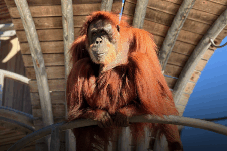 Beloved Perth Zoo orangutan dies aged 56