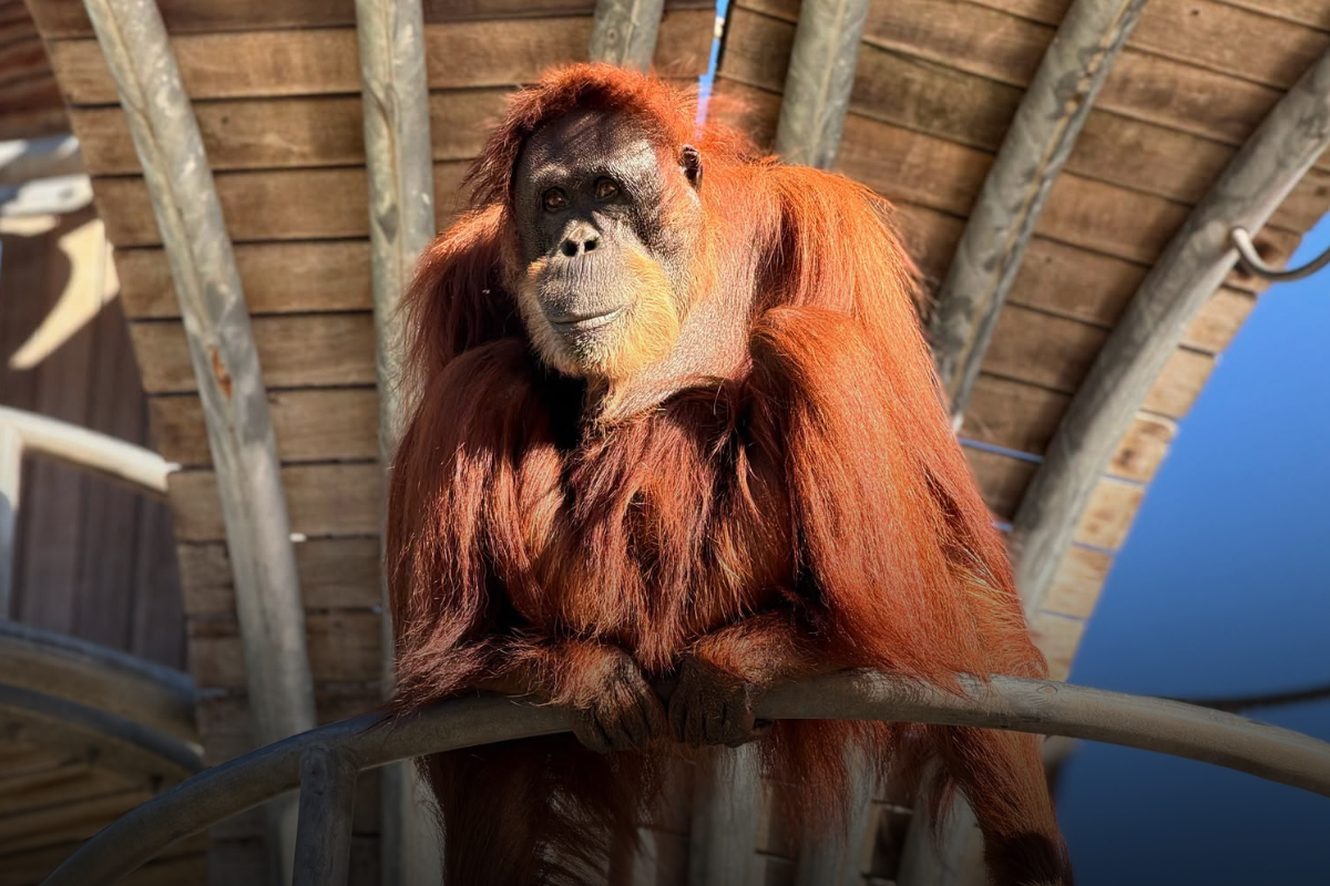 Article image for Beloved Perth Zoo orangutan dies aged 56