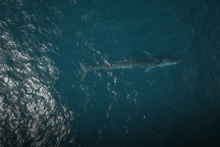 A whale of a shot: WA drone operator captures rare marine visitor