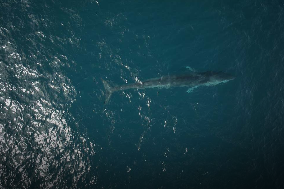 Article image for A whale of a shot: WA drone operator captures rare marine visitor